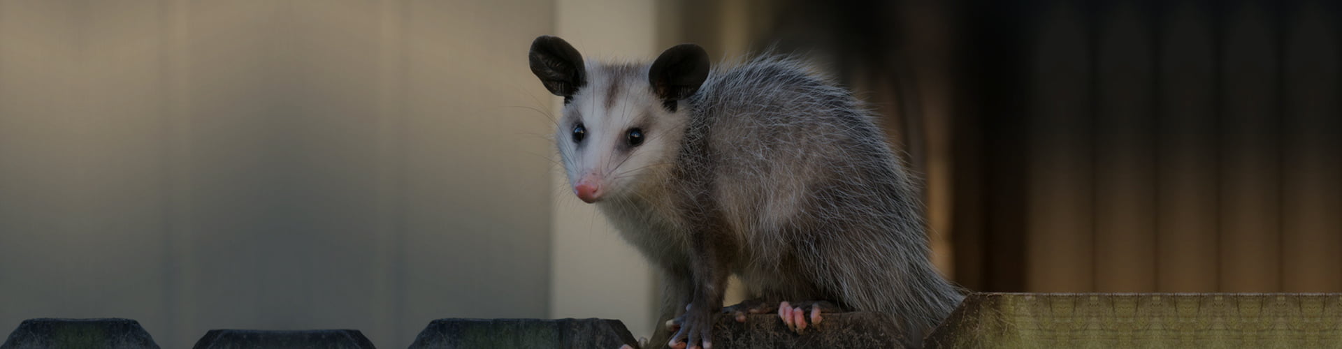Possum Removal Logan 0480015729 Same Day Pest Services