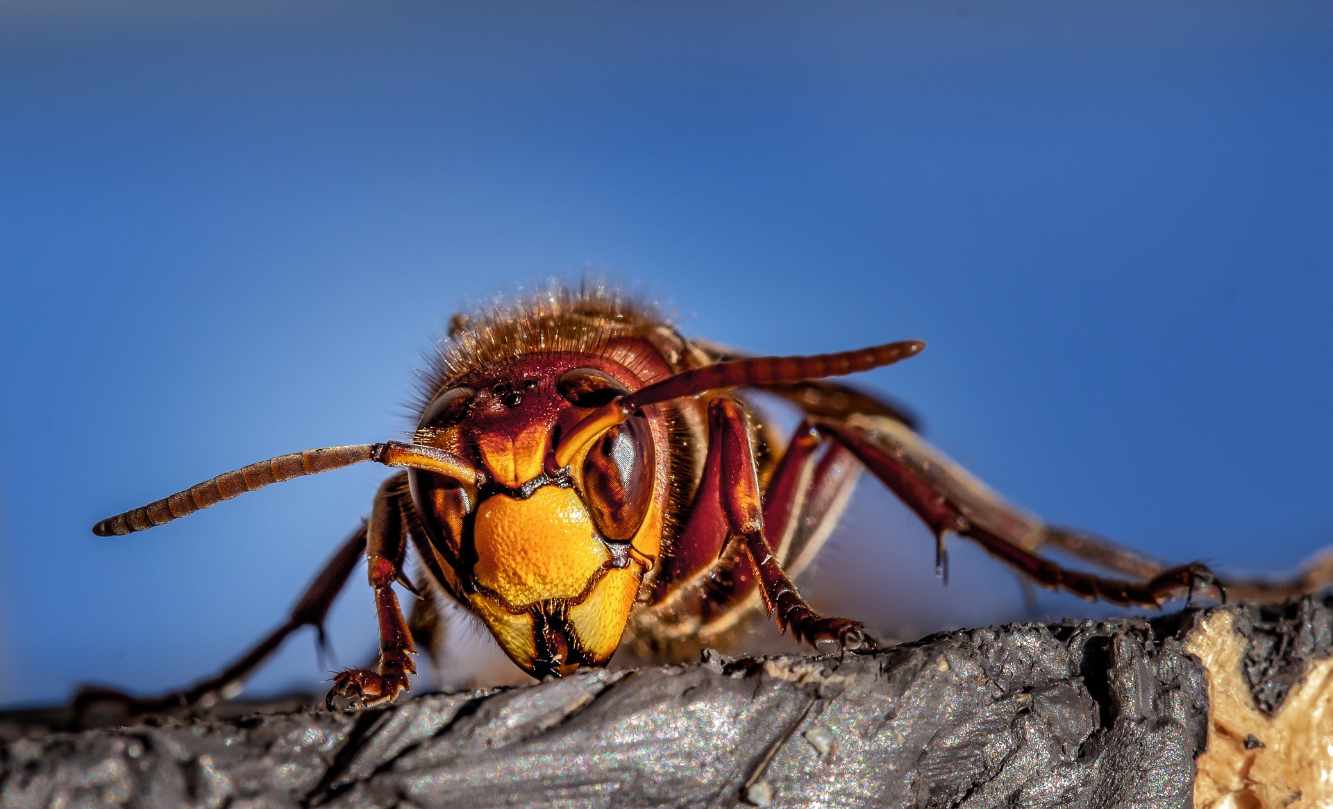 Strategies for Effective Pest Control