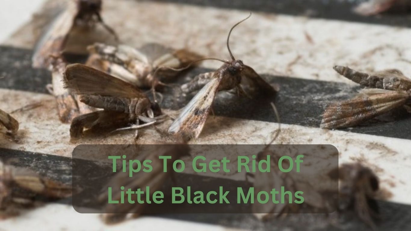 Tips To Get Rid Of Little Black Moths