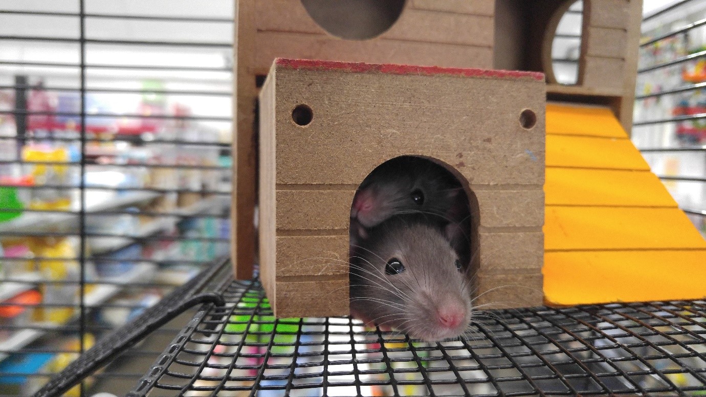 Pestico Pest Control