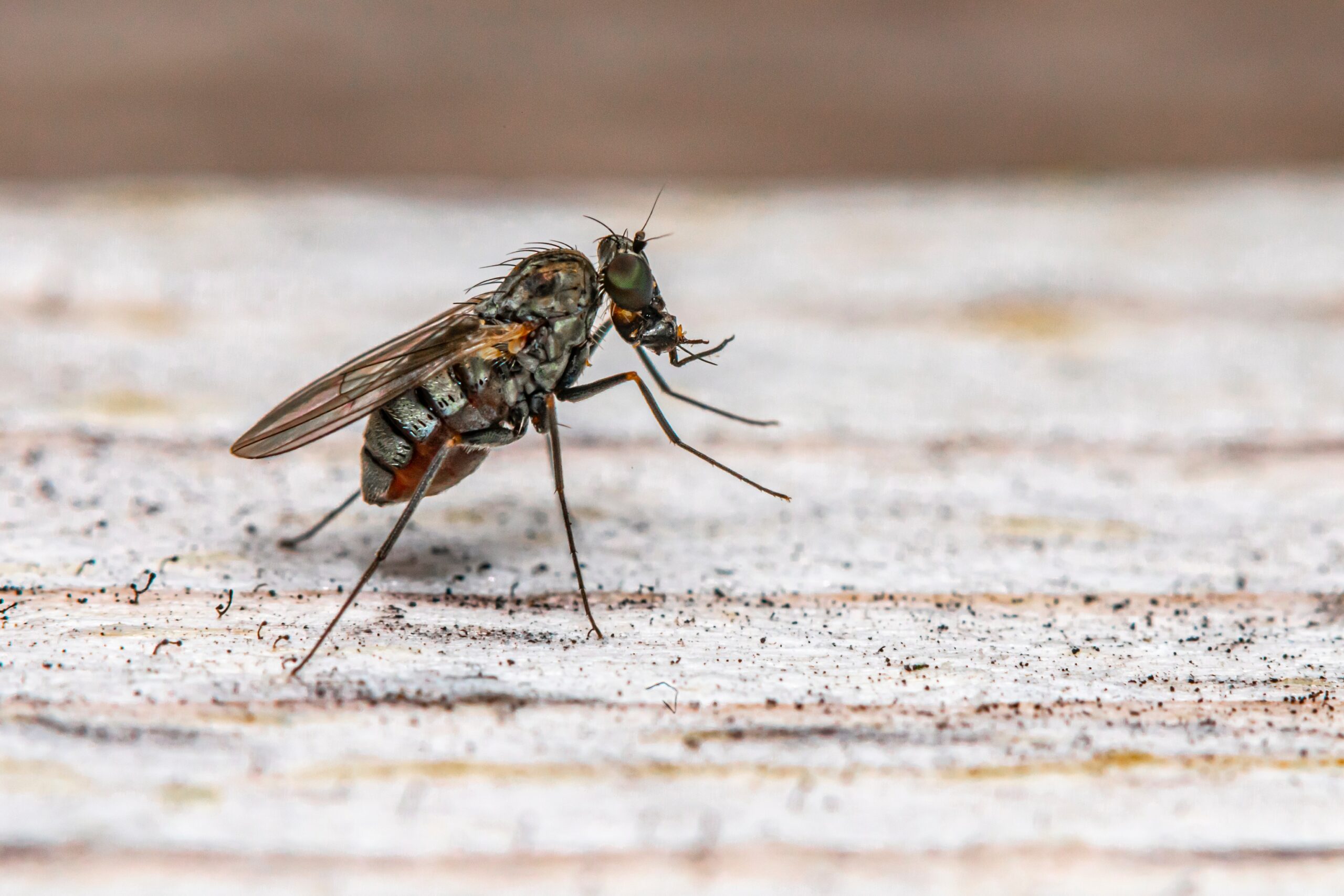 Get Rid of Horse Flies in Berwick
